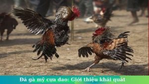 da ga cua dao xin88