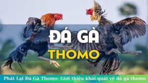 da ga thomo xin88