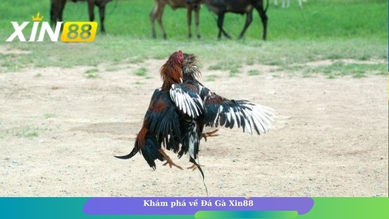 Khám phá về Đá Gà Xin88